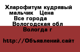 Хларофитум кудрявый мальчик › Цена ­ 30 - Все города  »    . Вологодская обл.,Вологда г.